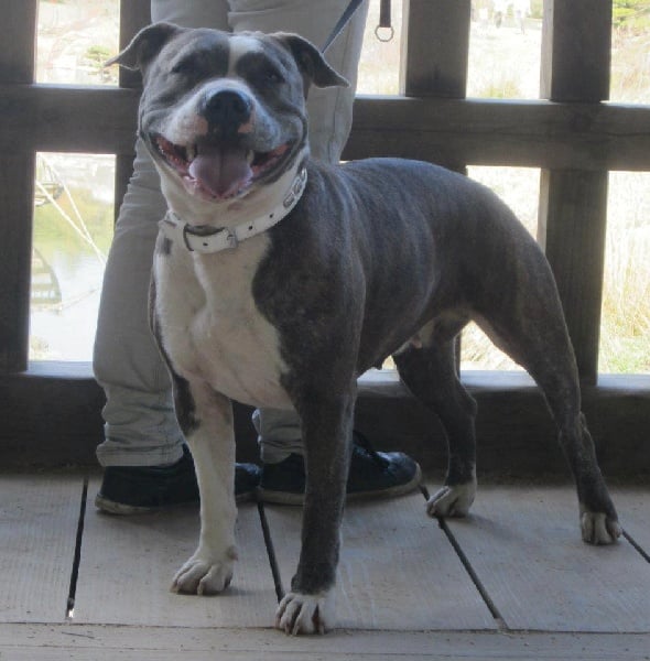 Les American Staffordshire Terrier de l'affixe   Sand Down The Area