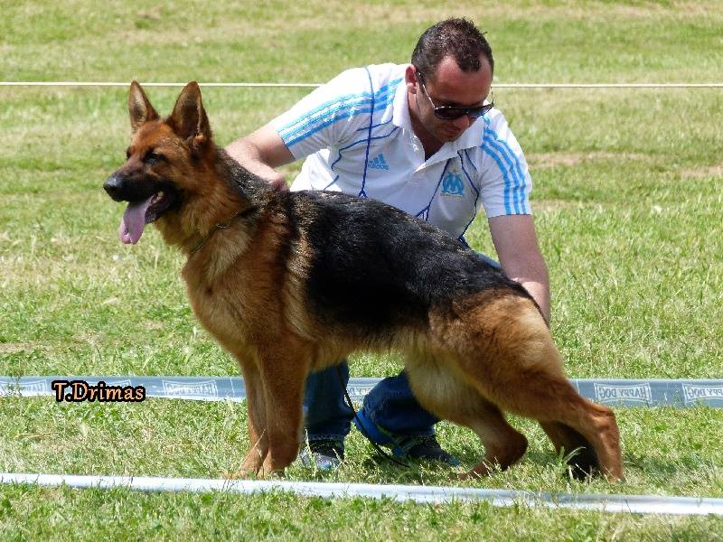 general.Les Berger Allemand general.delaffixe  Du domaine du parc