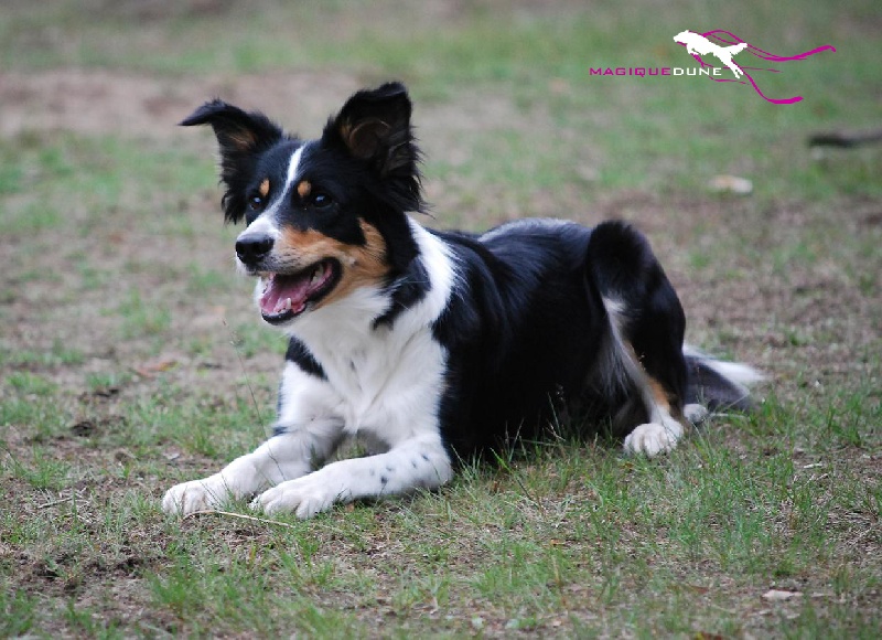 border collie magique dune pedigree chien magique dune ivy