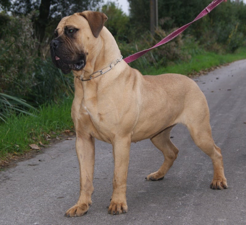 Les Bullmastiff de l'affixe   Du Domaine De Mc Queen