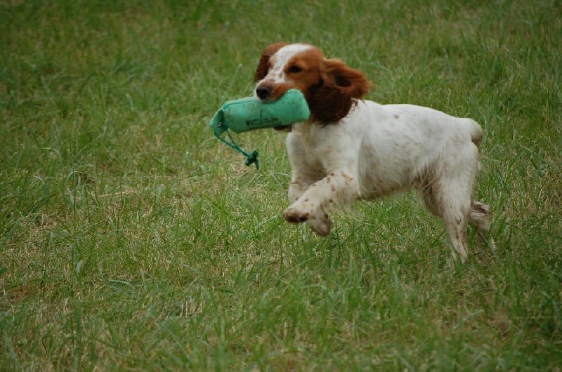 general.Les Cocker Spaniel Anglais general.delaffixe  du petit tertre de Pin's