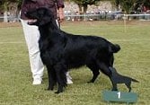 Les Flat Coated Retriever de l'affixe   Babenby's