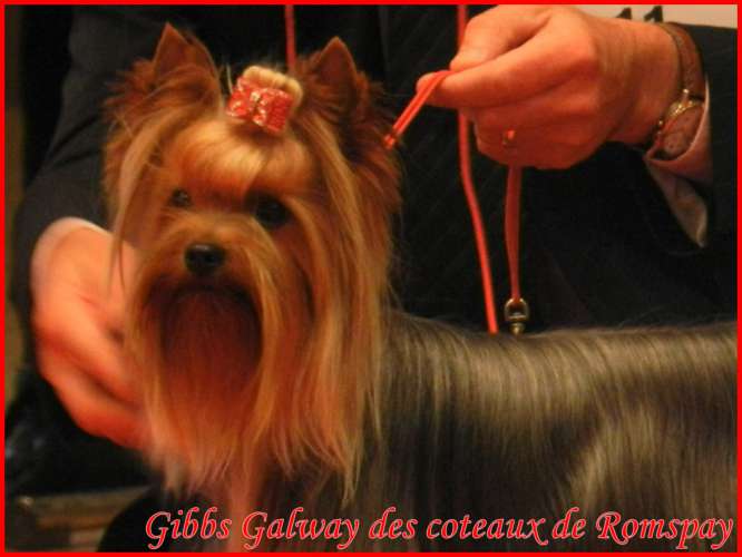 Gibbs galway des Coteaux de Rompsay