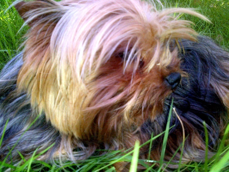 general.Les Yorkshire Terrier general.delaffixe  des Jardins De La Défense