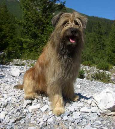 Patou De La Vallée Du Mouton Chien De Race Toutes Races En