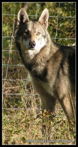 Grishka Des Loups De Leendert