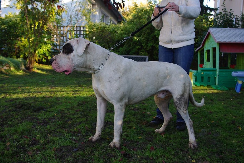 Ghost don Dogo de la Bahia Blanca