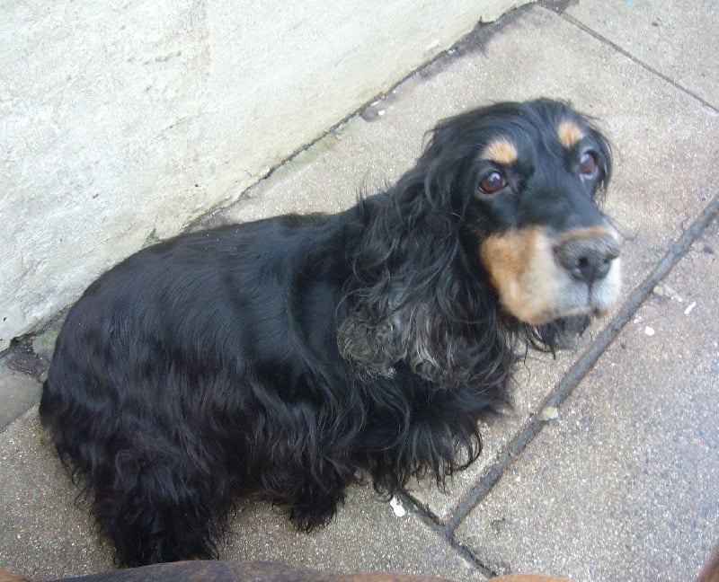 Les Cocker Spaniel Anglais de l'affixe   Du val des terrils