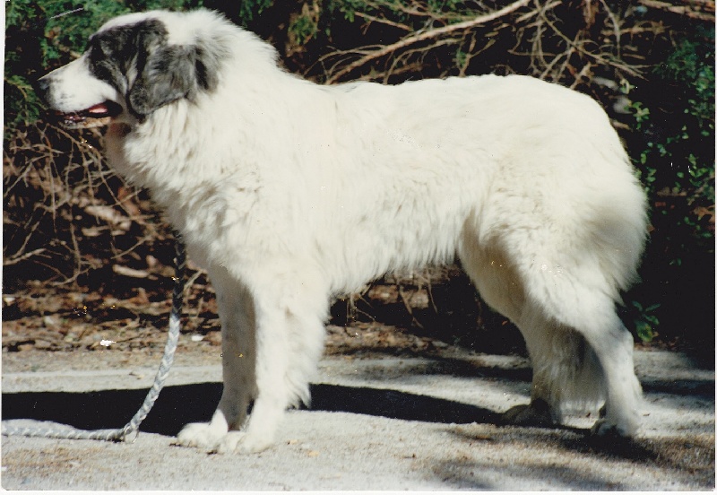 Marquise de la vallée des Troglodytes