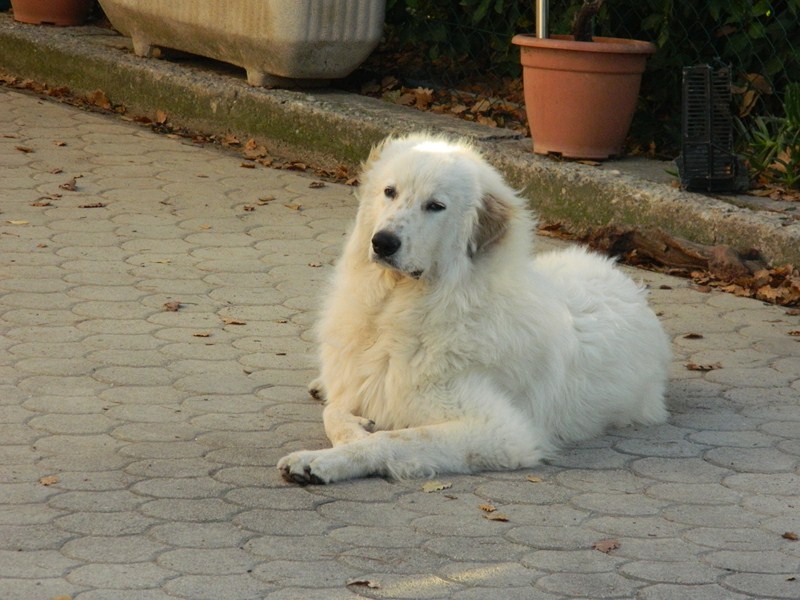 Helios du Domaine de Fregate