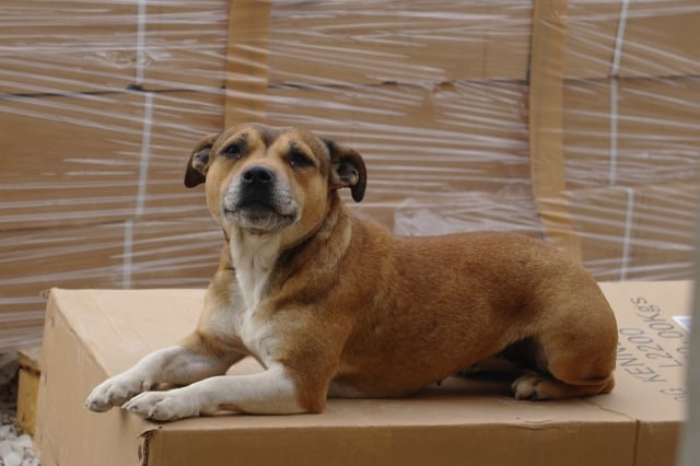 Les Staffordshire Bull Terrier de l'affixe   Du Royaume D'kera