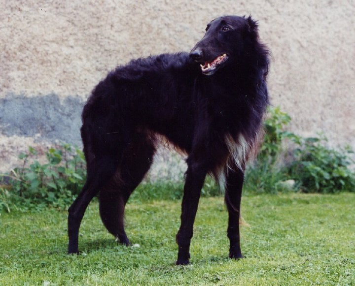 Les Barzoi de l'affixe   Du Clos De Mickaloic