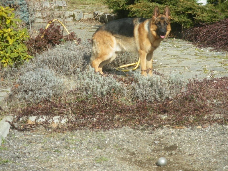 Helios De l'hacienda del matador