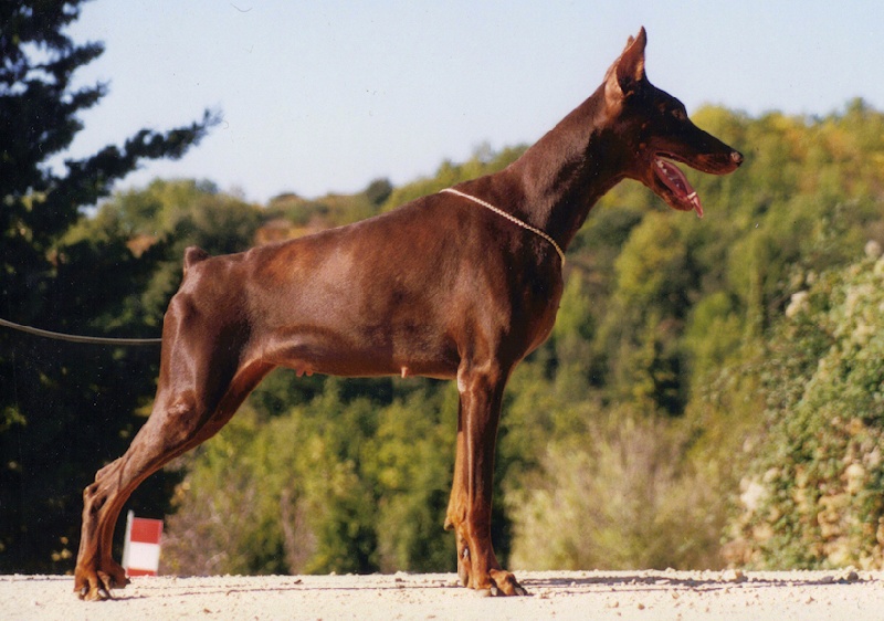 Naachen nwiphya Von Bolcanstern