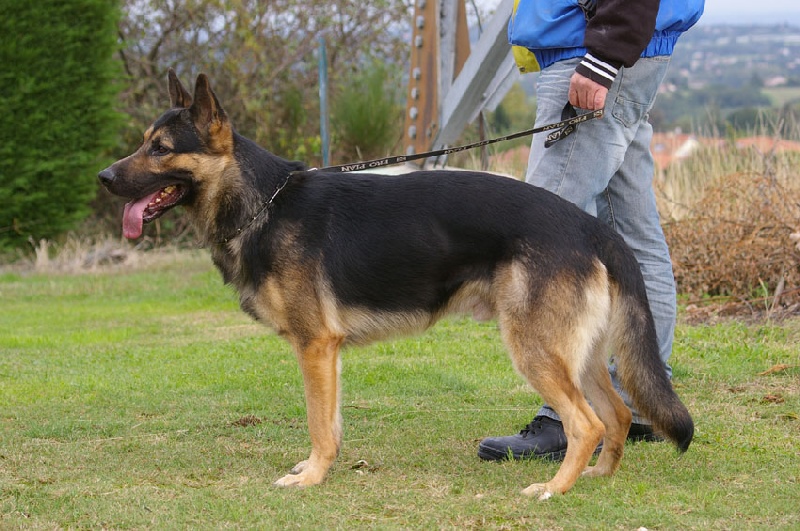 Chien Elevage De La Horde Valnégrienne Eleveur De Chiens