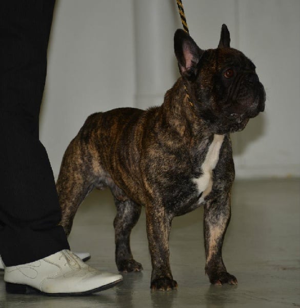 Les Bouledogue français de l'affixe   de l'odyssée des Chaines d'or