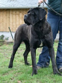 Chiot Elevage De La Ravine Des Bambous Eleveur De Chiens