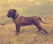 general.Les Dogue de Bordeaux general.delaffixe  Du Royaume D'early