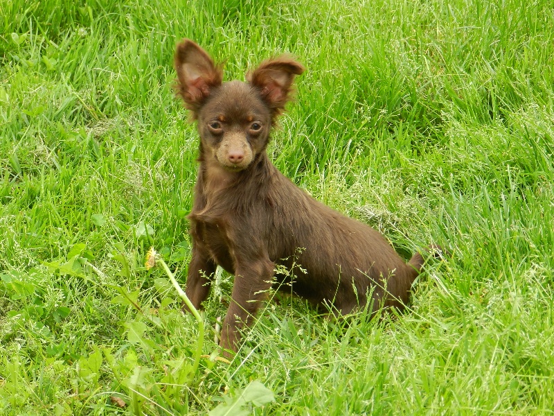 Chien Elevage De La Prunelliere Petits Chiens Russes