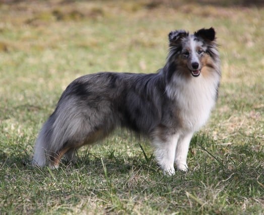 Les Shetland Sheepdog de l'affixe   De La Vallée Des Hurlevents