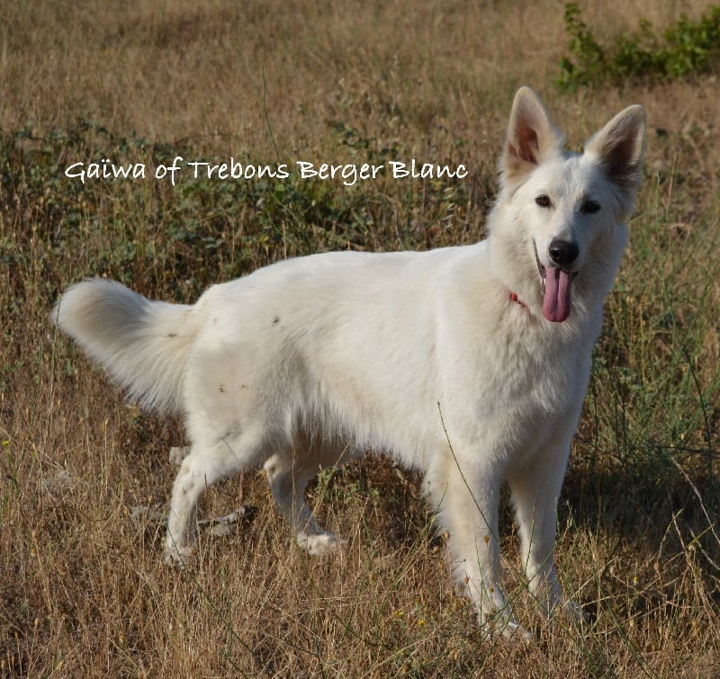 Les Berger Blanc Suisse de l'affixe   Eymji