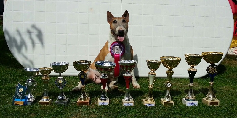 Les Bull Terrier de l'affixe   The Mirror Of Freedom