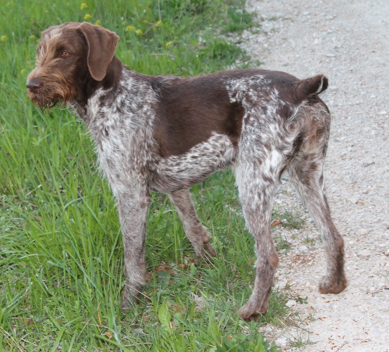 Guyane Du Bois Dhingry Chien De Race Toutes Races En Tous