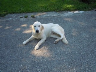 Les Golden Retriever de l'affixe   Des Nanou's De Love's Well