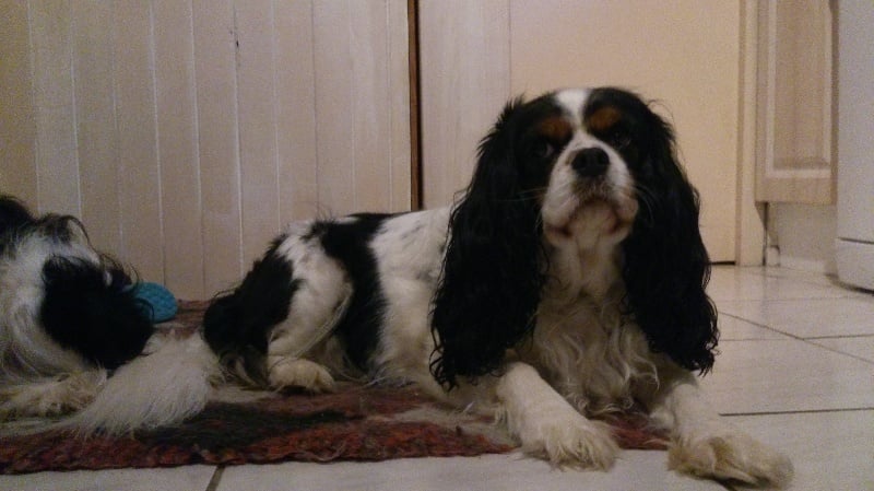 Les Cavalier King Charles Spaniel de l'affixe   De La Source Des Vents D'Ange