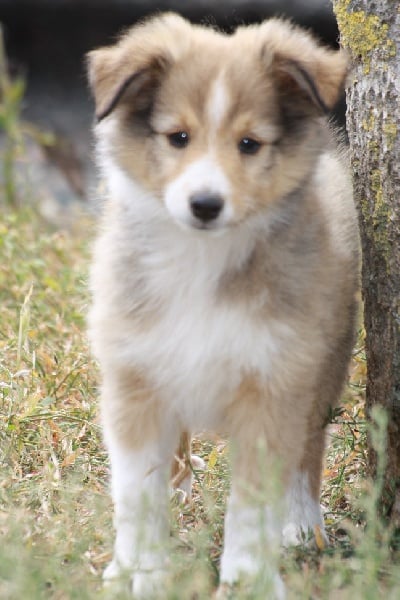 Iorek des loups de l'isengard