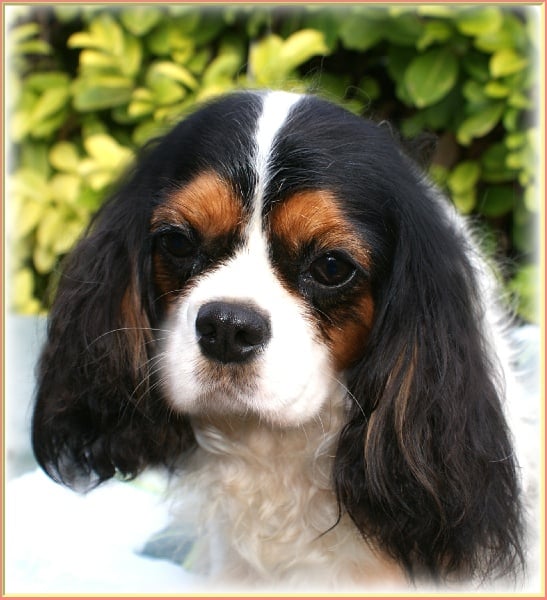 Les Cavalier King Charles Spaniel de l'affixe   De noblys