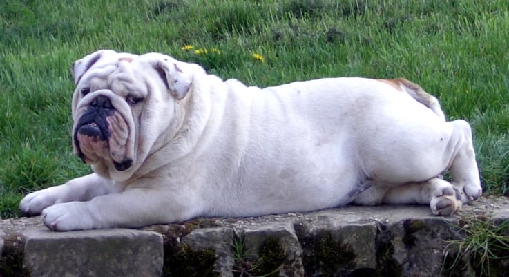 Les Bulldog Anglais de l'affixe   De la fontaine aux maléfices