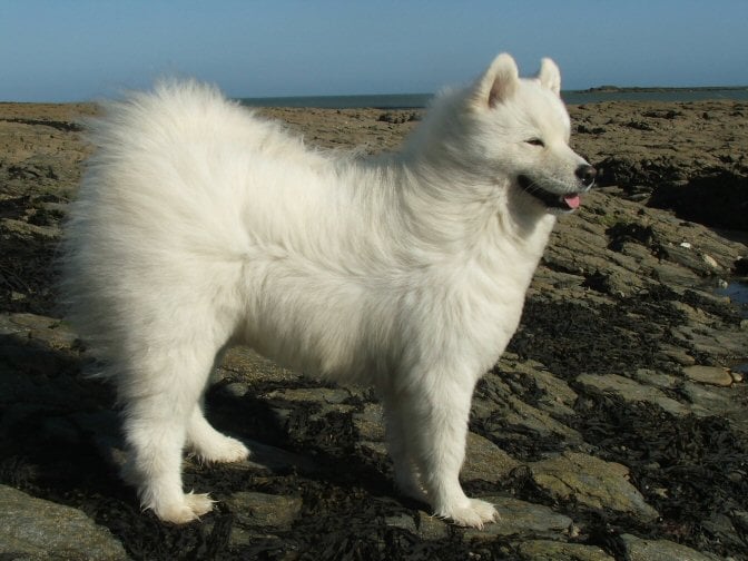 Emeraude de l'Ile Blanche