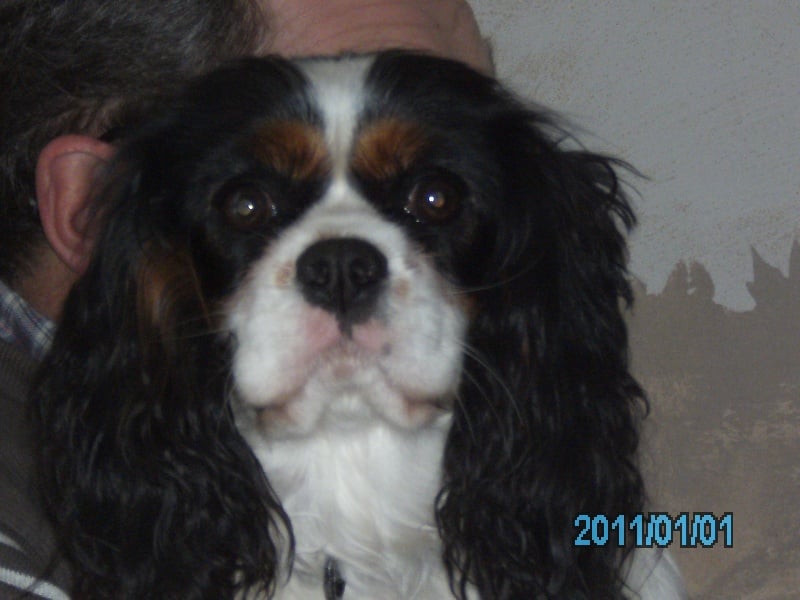 Les Cavalier King Charles Spaniel de l'affixe   du clos de Montourtier