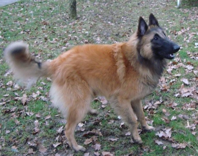 Diabolo du Joli CouCou