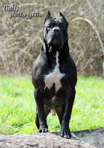 Ch Rodolfo Del Rosso Malpelo Chien De Race Toutes Races En