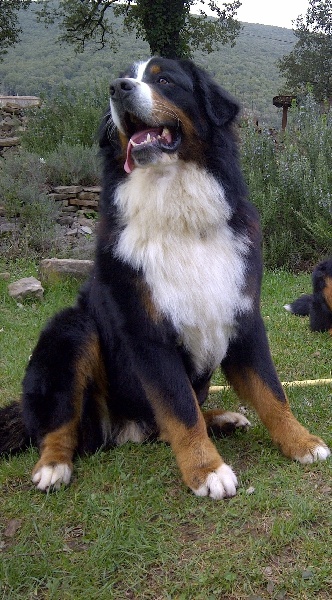 Gros Patapouf Du Chemin Des Piarris Chien De Race Toutes