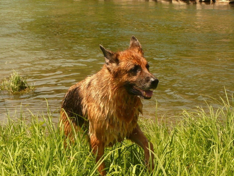 Soraya De l'hacienda del matador