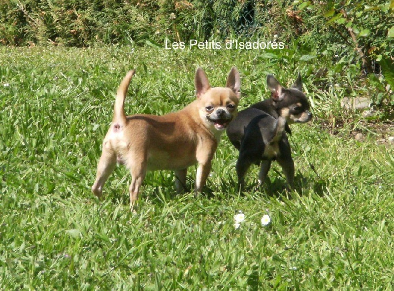 Chien Elevage De Chihuahua Lof En Drôme Elevage Des