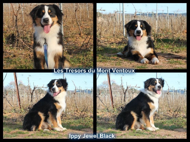 Ippy jewel black des Tresors du Mont Ventoux