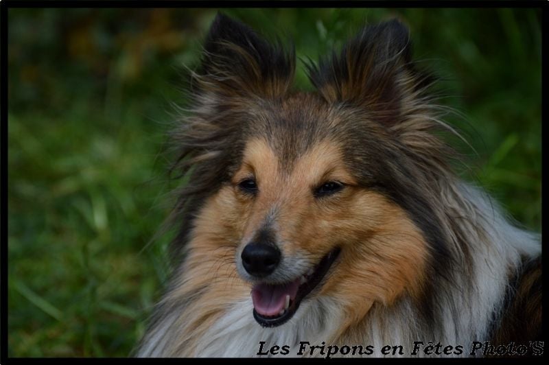 Les Shetland Sheepdog de l'affixe   Dame Vanoise Peint La Boheme