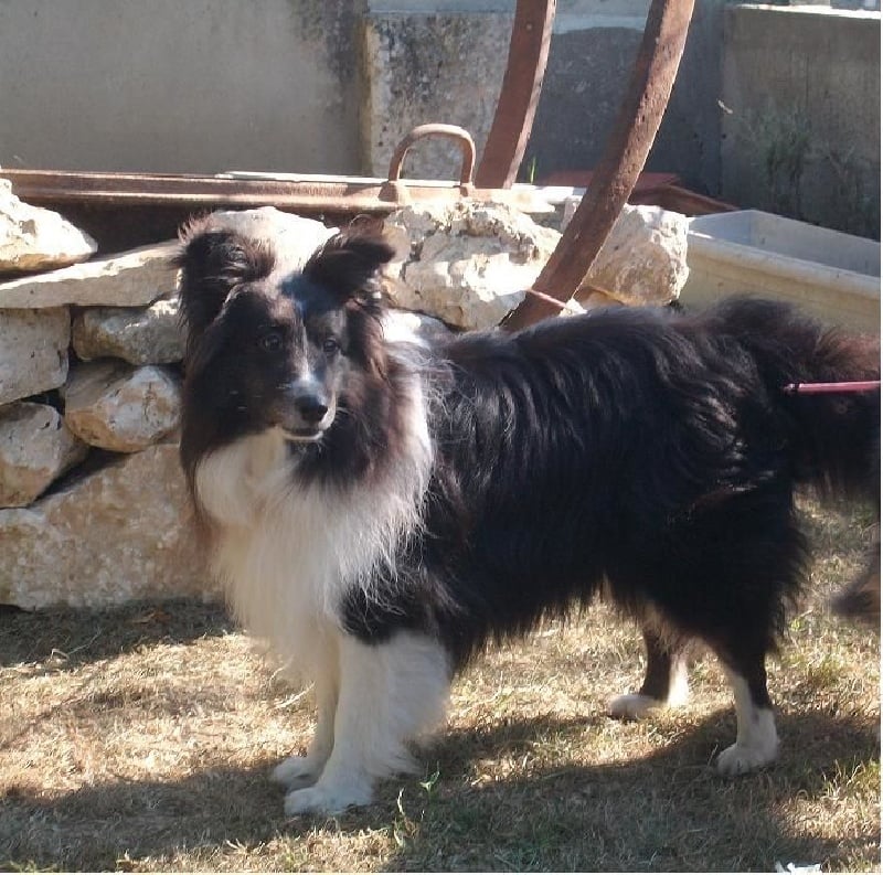 Les Shetland Sheepdog de l'affixe   de la Chambrette Agenaise