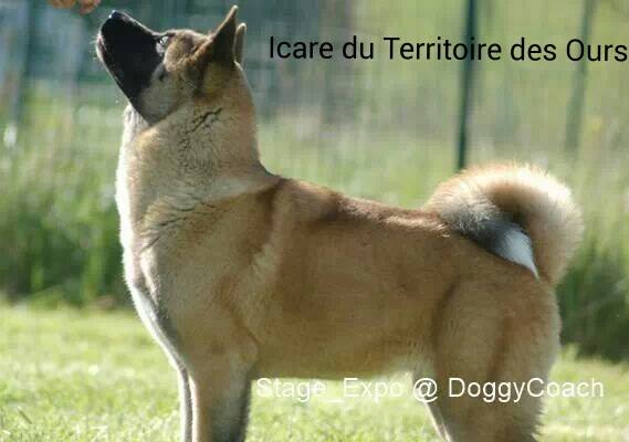 Icare du Territoire Des Ours