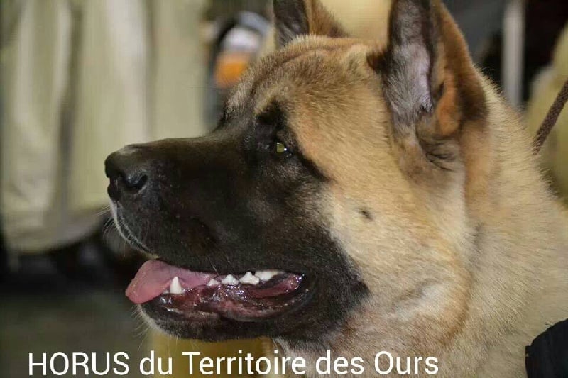 Horus du Territoire Des Ours