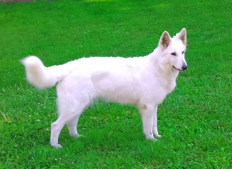 Gaya du domaine du chene au loup