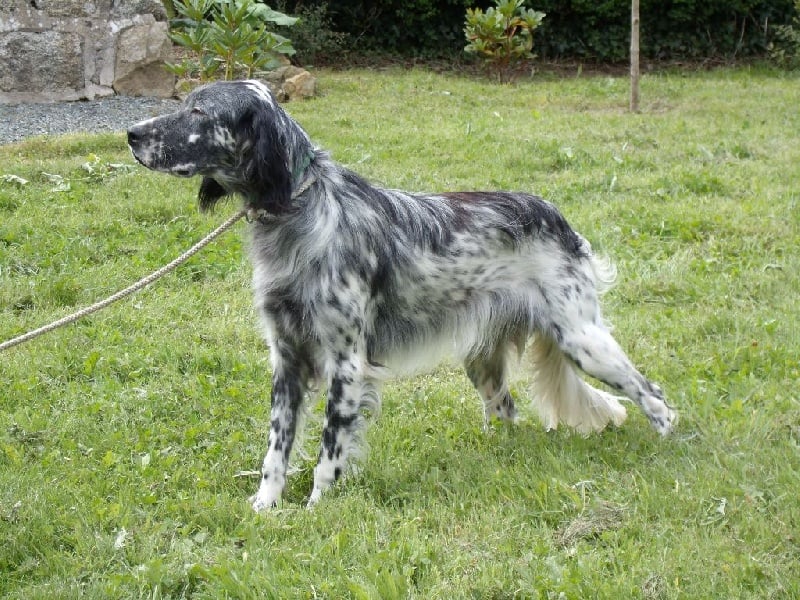 general.Les Setter Anglais general.delaffixe  Du Clos Du Troine