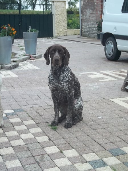 Les Braque allemand à poil court de l'affixe   Des Bécassiers Des Sept Vallées