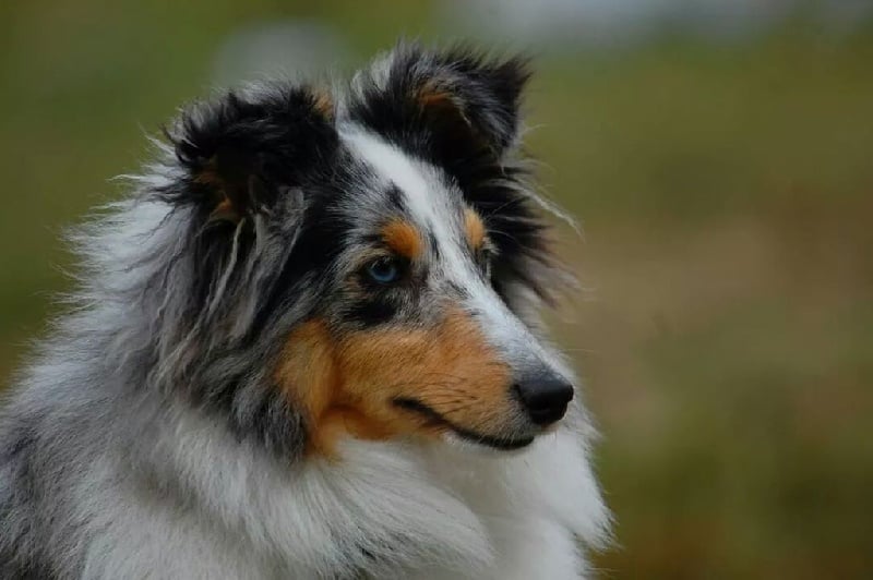 CH. Janvier des loups de l'isengard