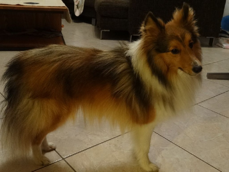 shetland sheepdog du royaume magique chiens fiche indiana jones du royaume magique