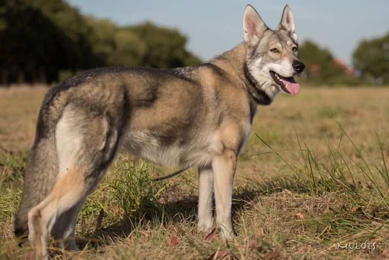 Chien Canens Africae Elevage De Chiens Loups De Saarloos